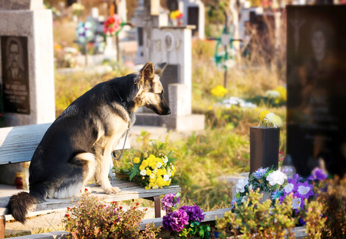 Cão em cemitério