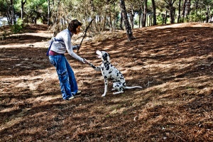 Como ensinar um cão a dar a pata