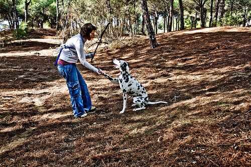 Como ensinar um cão a dar a pata Como ensinar um cão a dar a pata