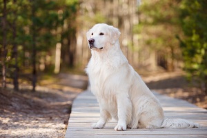 Alguns direitos que seu cão tem e você não sabia