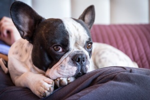Seu cão vai te amar mais do que você mesmo