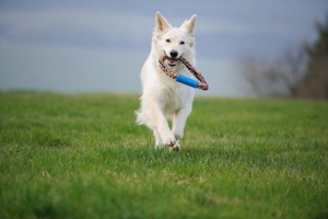 Quanto exercício físico necessita meu cão