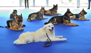 O que é a fisioterapia animal?
