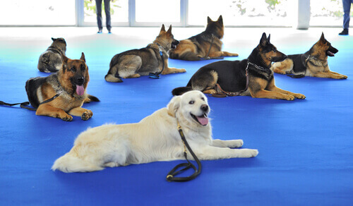 O que é a fisioterapia animal?