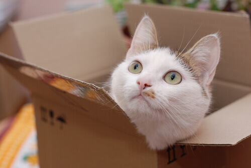 gato na caixa Gatinho na caixa