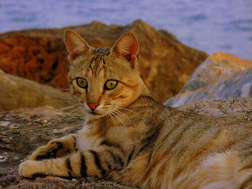 Os gatos e as viagens Os gatos e as viagens