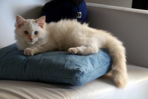 O que os gatos pensam das pessoas