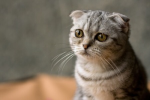 Por que você deve esterilizar o seu gato