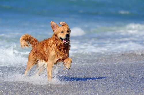 golden-retriever-praia