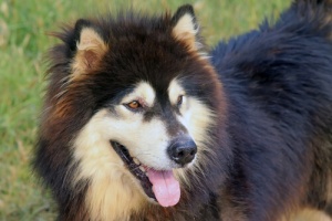 Seu cão sofre de halitose? Aprenda a combatê-la
