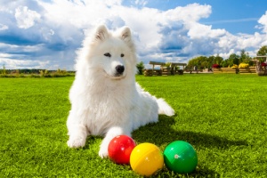 Jogos de inteligência para cães