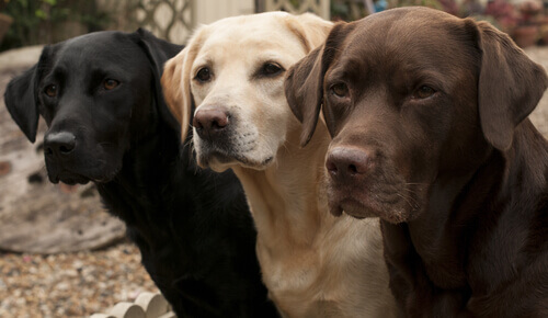 labrador Labrador