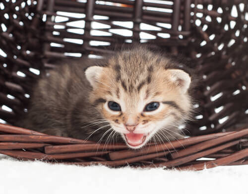 Gatinho miando