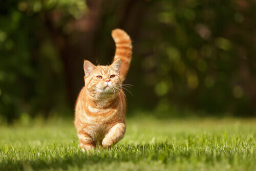 Gato correndo na grama