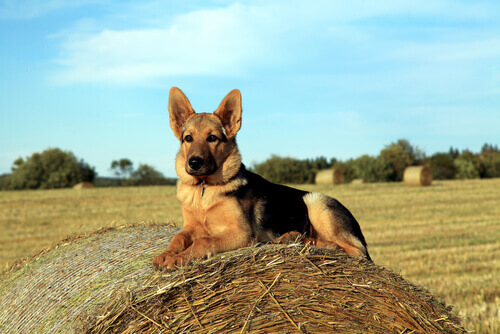 Um cachorro que salvou a sua família de um ataque é abandonado