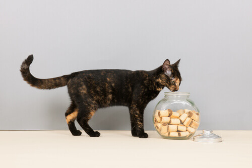 petiscos-gato