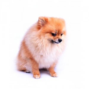 Dicas para tratar cães nervosos