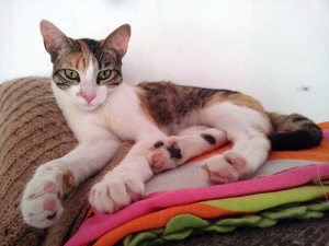 Como prevenir o tédio em seu gato