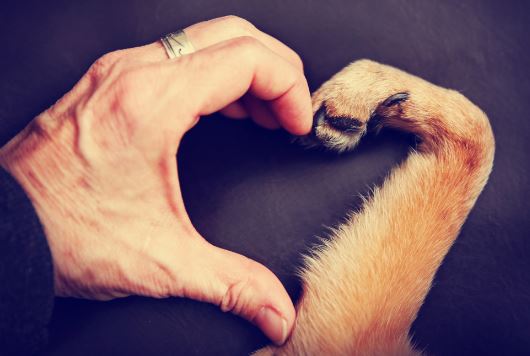 8 vídeos que nos ensinam a amar e a respeitar aos animais