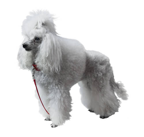 Poodle