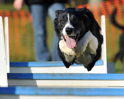 Os adestradores caninos mais famosos da Espanha