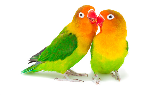 De quais cuidados necessita um Agaporni?