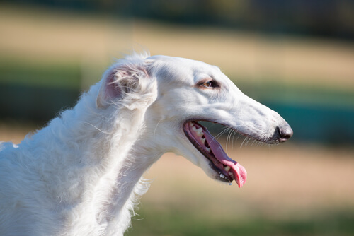 borzoi2