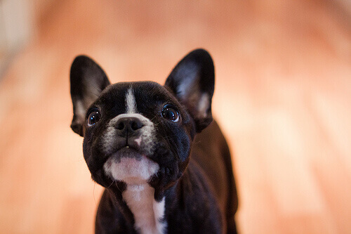 Piloto desvia voo internacional para salvar cão
