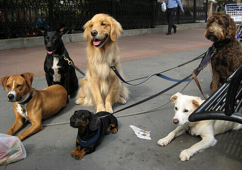 Psicologia canina: preste atenção