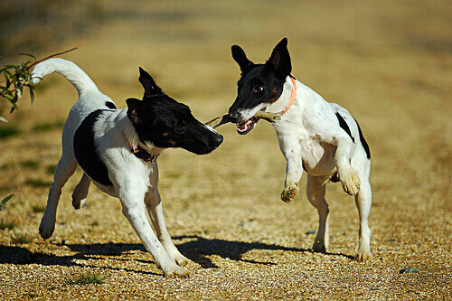 cães-brincando