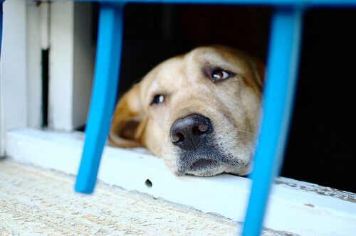 Cão olhando pela janela