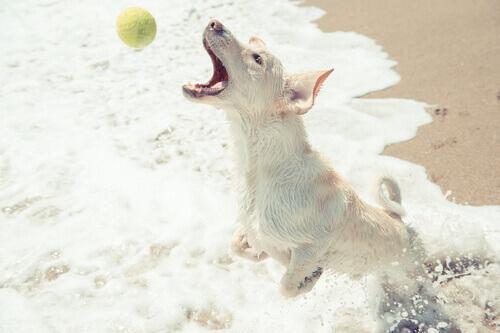 A utilidade da ordem “Solta”