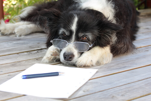 A artrose canina: diagnóstico e tratamento