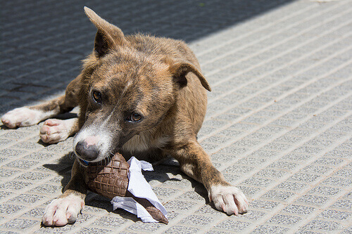 Alimentos que seu cão deve evitar