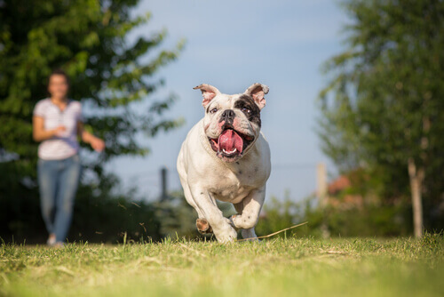 Conselhos para correr com seu cão
