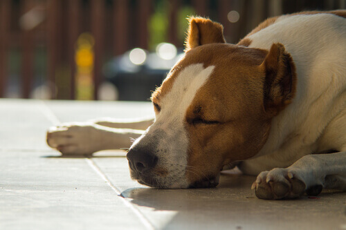Os perigos do etanol para os cães