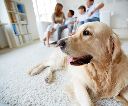 Morte: Quando um cão abandona este mundo