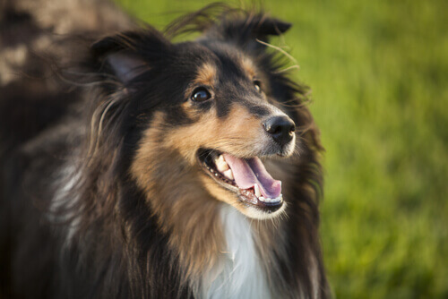 Linguagem: meu cão não fala e por isso eu o entendo