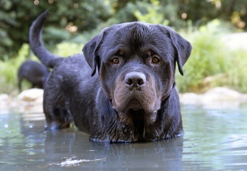 Órion, o Rottweiler que salvou 37 pessoas