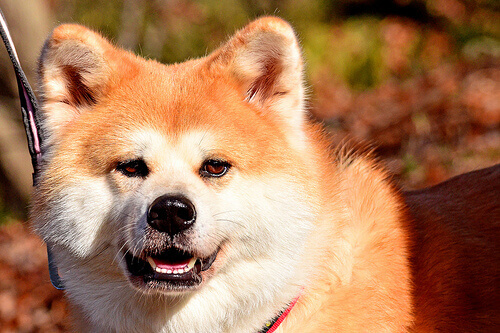 Como reconhecer um cão medroso?