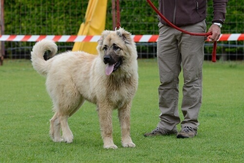 Seu cão é obediente? Saiba aqui!