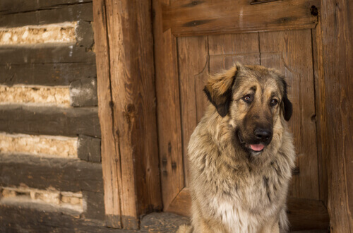 cão-sofre-alzheimer