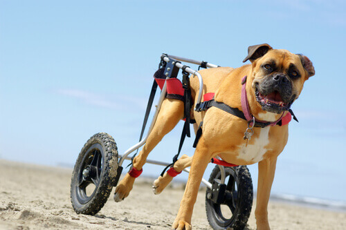 Carrinhos para cães com mobilidade reduzida, que ótima invenção!