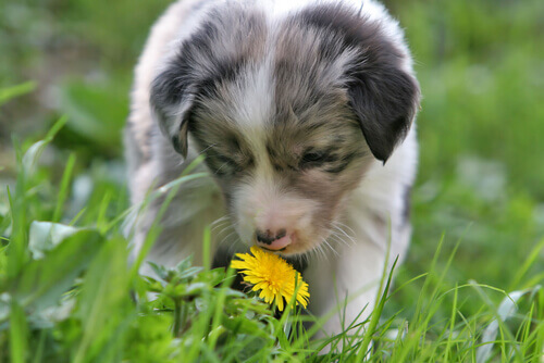 Cheiros que os cães odeiam