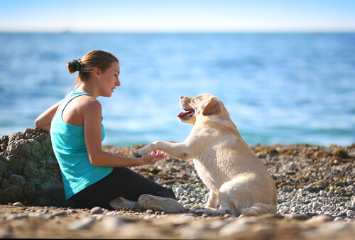 Cão e mulher em praia