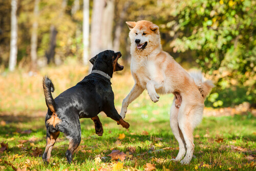 Cães brigando