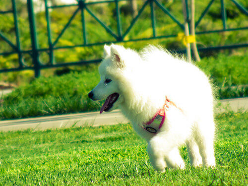 cão-branco