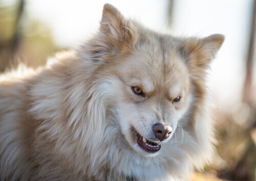 Como detectar a raiva nos cães