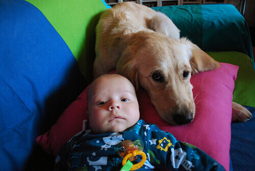 Uma cadelinha amamenta a um bebê abandonado