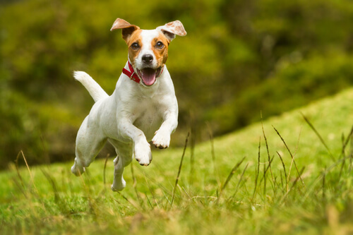 cão-feliz-correndo